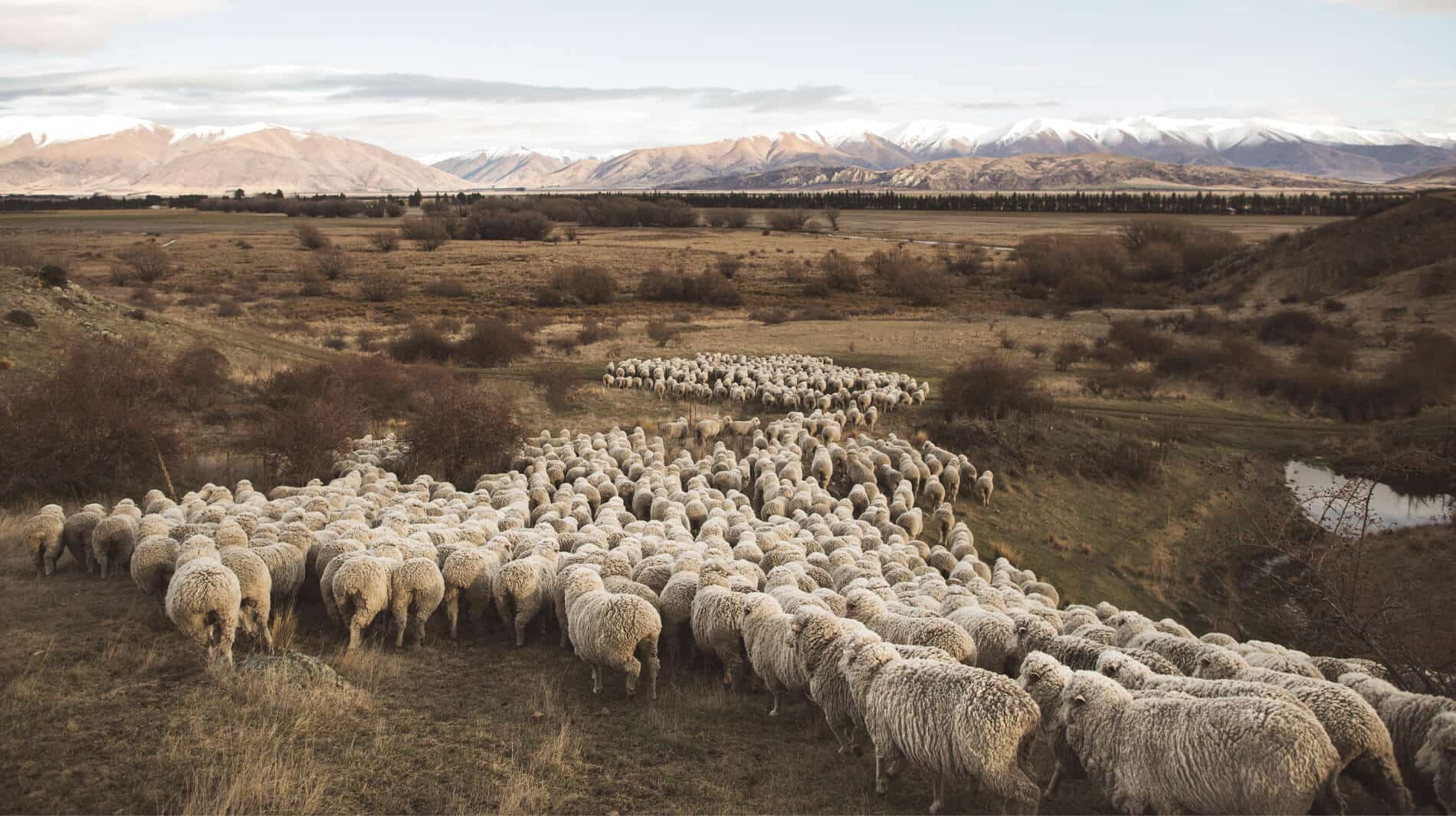Lana Merino: la fibra natural para tu aventura