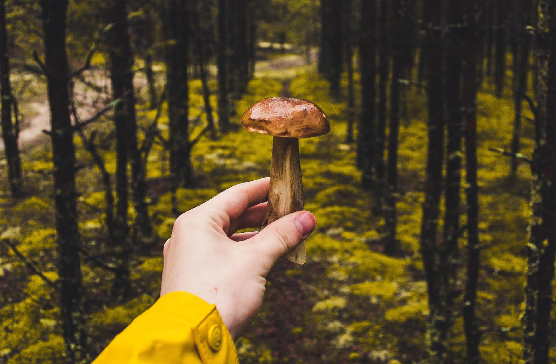 Buscar setas una suculenta forma de ir al monte